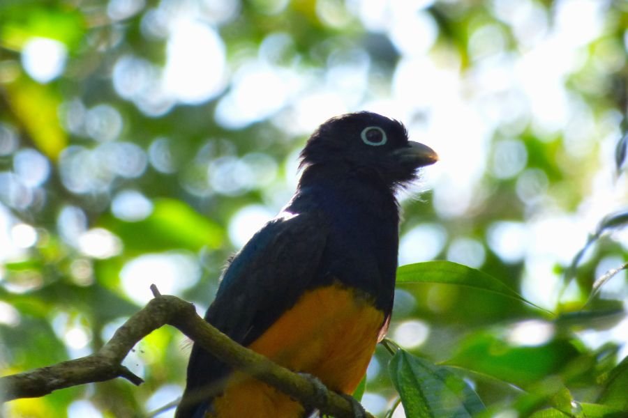 Florencia Caqueta - Trogón Coloiblanco